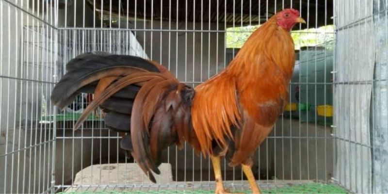 3 loại chân gà khét được kê thủ săn tìm 2024 